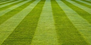 lawn Care Services Sandton