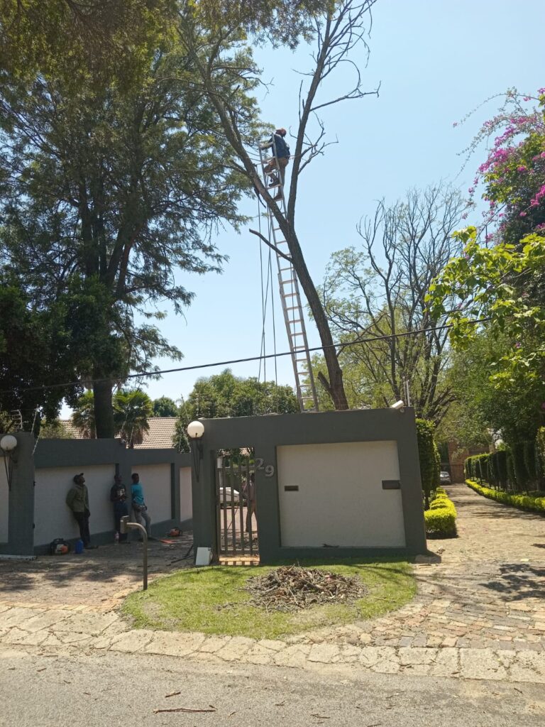 Urgent Tree Felling Johannesburg, South Africa