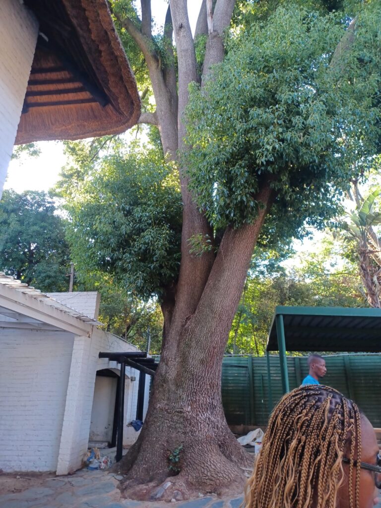 How to manage Dangerous Trees Johannesburg, South Africa