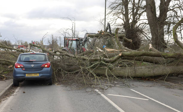 How Do You Know If A Tree Is in Danger of Falling?