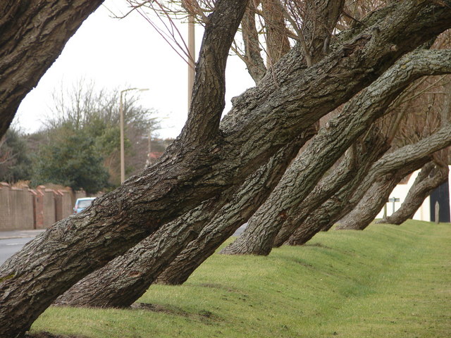 What Are the Signs a Tree May Fall