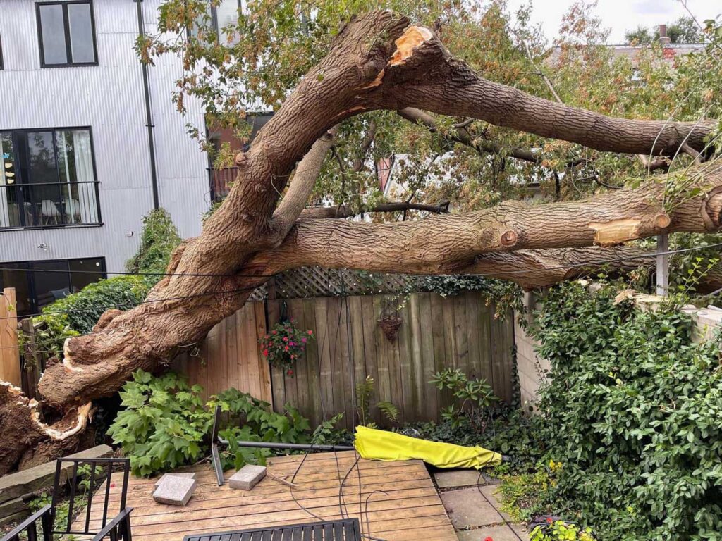 Why You Should Hire Professional Tree Fellers