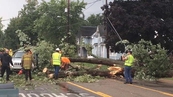 Safety First – Professional Teams That Provide Tree Felling And Removal