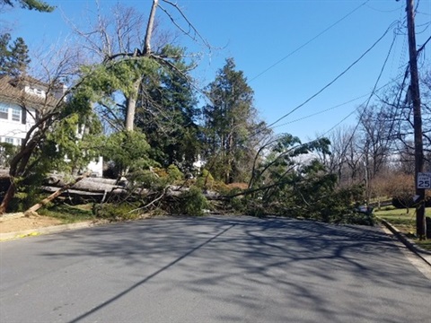 Who Provides Tree Felling In Johannesburg, South Africa