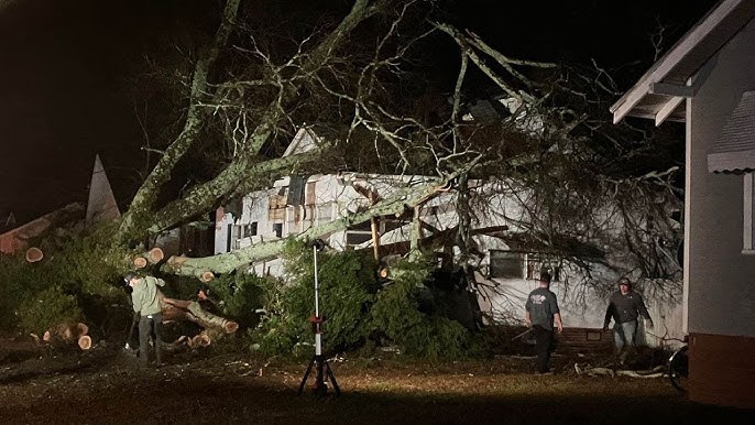 Common Questions About Fallen Trees