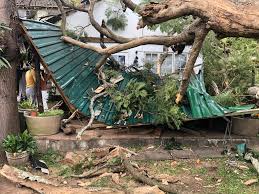 What To Do When A Tree Falls On Your House