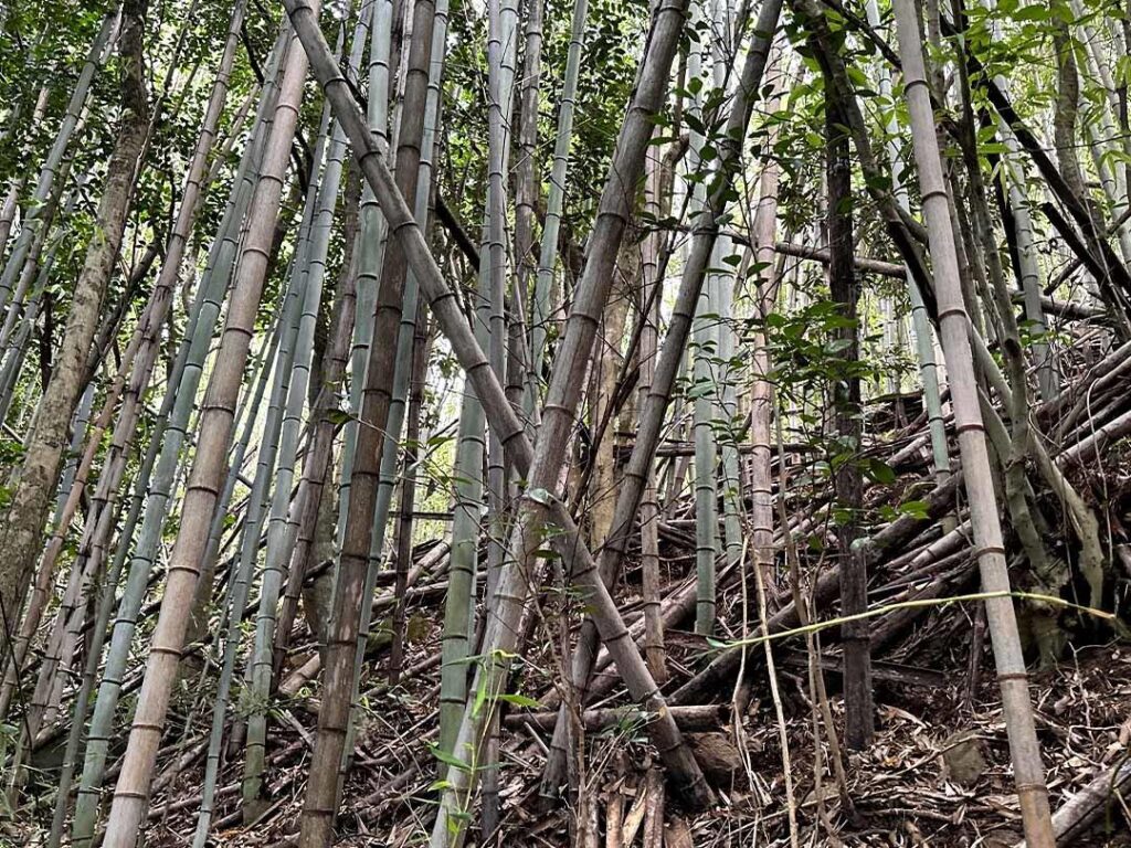 Bamboo Removal Near Me Johannesburg South Africa